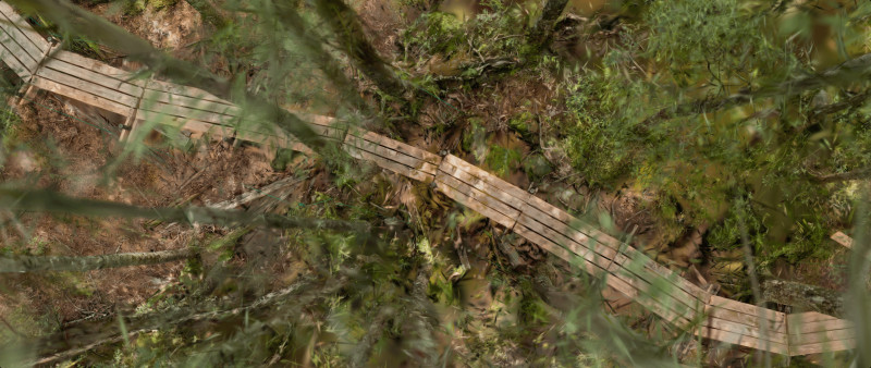 Wooden footpath through an ancient swamp
