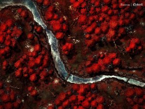 Carmine Copse [60x45] [Gridless]