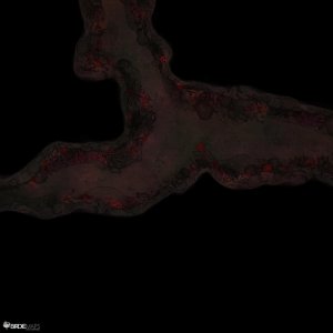 Bloodflower Cave - [30x30]