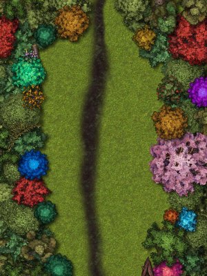 Clearing along a forest path