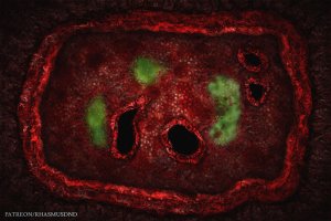Inside The Demon's Belly