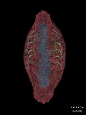 Belly of the Beast  [battlemap] from Angela Maps - 3 versions! [animated] [art]